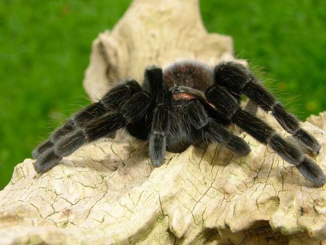 Image of tarantulas