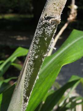 Pitcairnia recurvata (Scheidw.) K. Koch的圖片