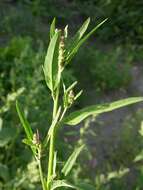 Image of spear saltbush