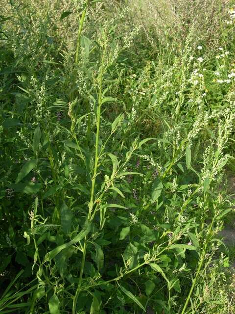 Image of spear saltbush