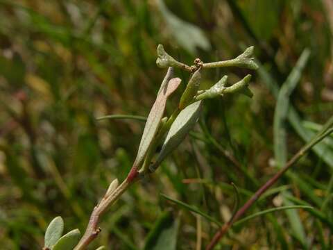 Imagem de Atriplex pedunculata L.