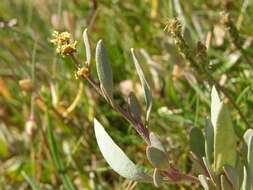 Image of sea-purslane