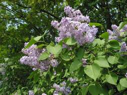 Image of lilac