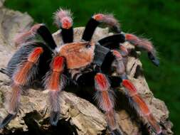 Image of Mexican Fireleg Tarantula