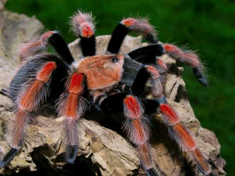 Imagem de Brachypelma boehmei Schmidt & Klaas 1993