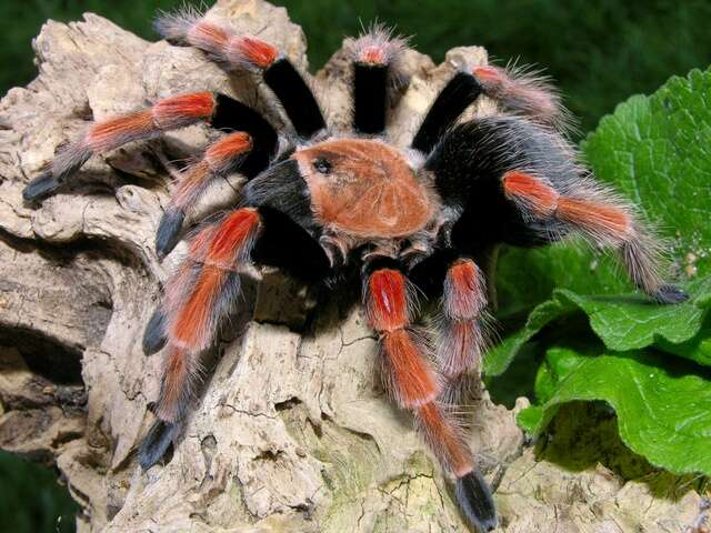 Image of Mexican Fireleg Tarantula