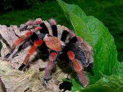 Image of Mexican Fireleg Tarantula