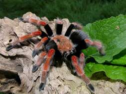 Image of Mexican Fireleg Tarantula