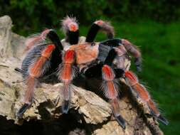 Image of Mexican Fireleg Tarantula