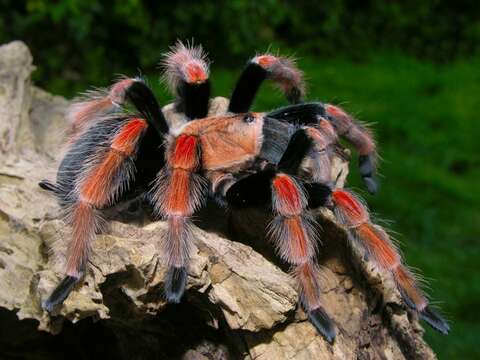 Image of Mexican Fireleg Tarantula