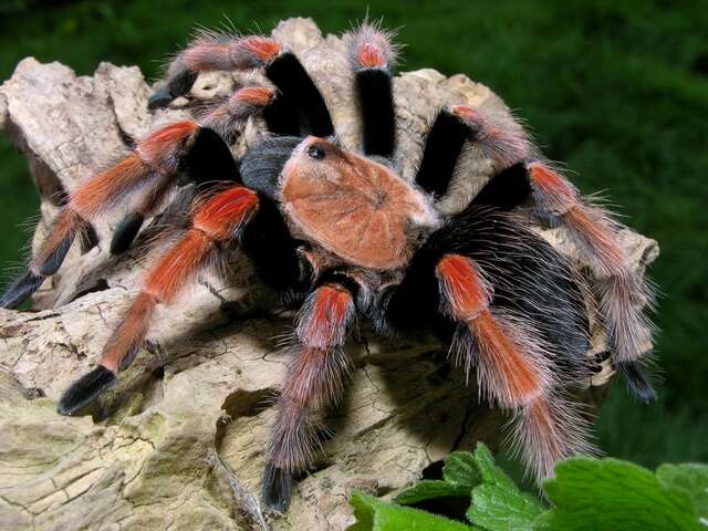 Image of Mexican Fireleg Tarantula