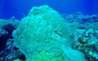 Image of Mountainous Star Coral