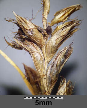 Image of Flat-sedge