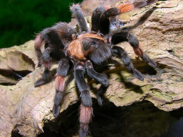 Image of tarantulas