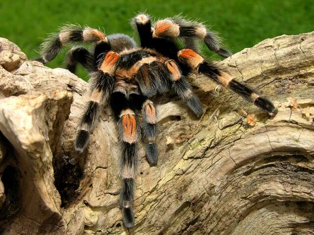 Image of tarantulas