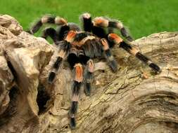 Image of tarantulas