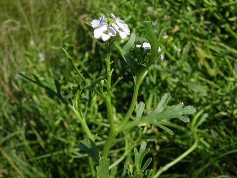 Image of Cakile maritima subsp. baltica (Jord. ex Rouy & Foucaud) Hyl. ex P. W. Ball