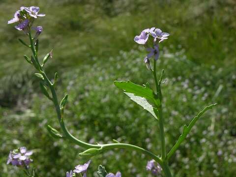 Image of Cakile maritima subsp. maritima