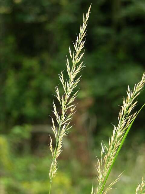 Plancia ëd Calamagrostis