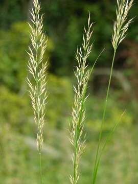 Image of reedgrass