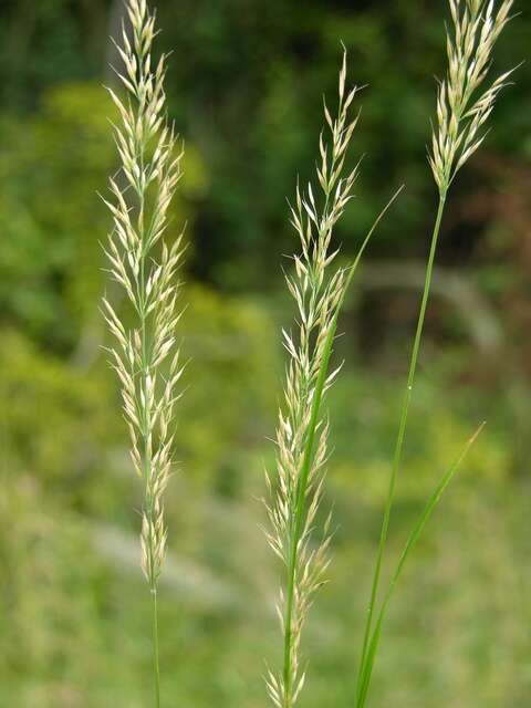 Plancia ëd Calamagrostis