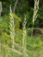 Plancia ëd Calamagrostis