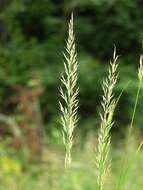 Plancia ëd Calamagrostis