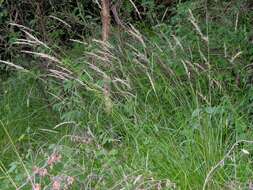 Plancia ëd Calamagrostis