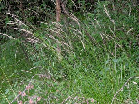 Image of reedgrass