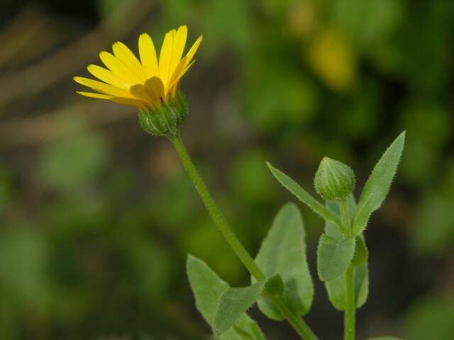 Image of marigold