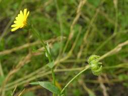 Image of marigold