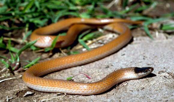 Image of Plains Blackhead Snake