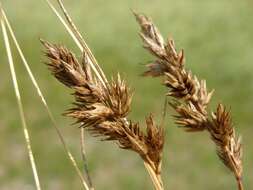 Plancia ëd Carex arenaria L.