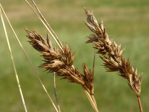 Image of sand sedge