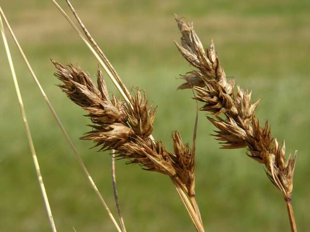 Plancia ëd Carex arenaria L.