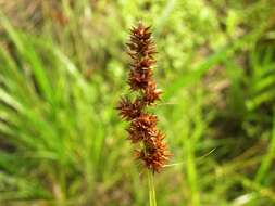 Image of True fox-sedge