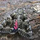 Image of Light crimson underwing moth