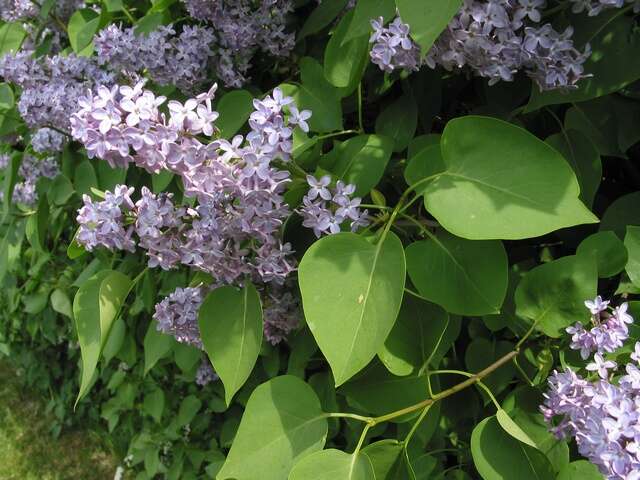 Image of lilac