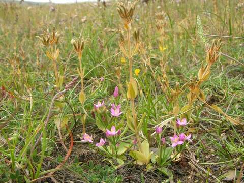 Plancia ëd Centaurium