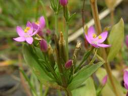 Imagem de Centaurium