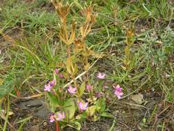 Image of Centaury