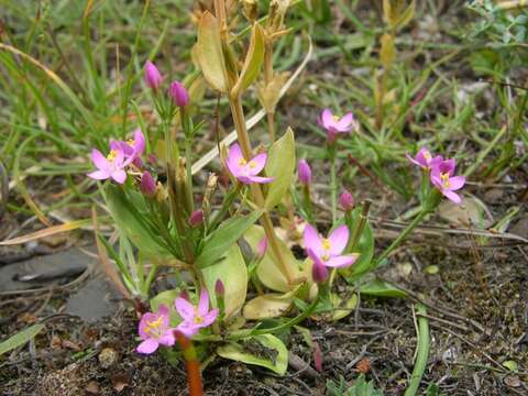 Image of Centaury