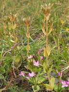 Image of Centaury