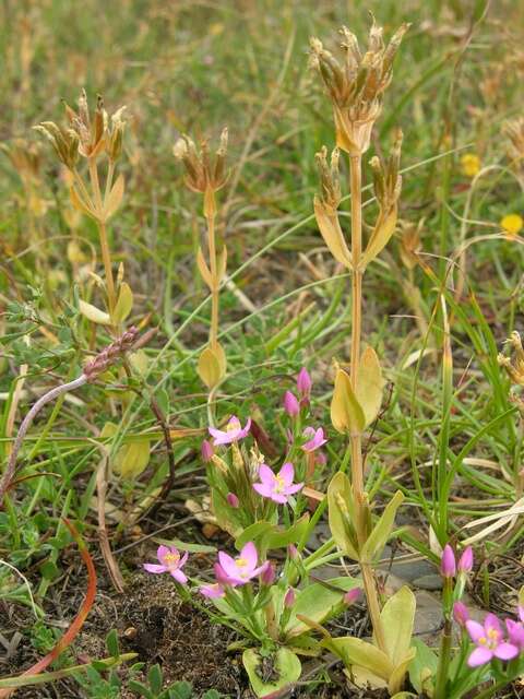 Imagem de Centaurium