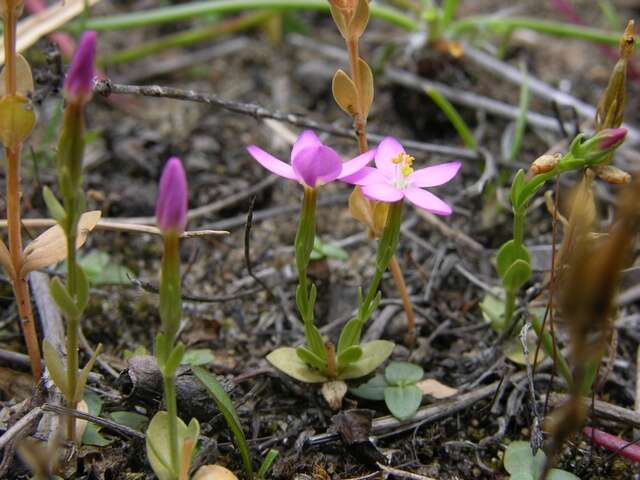 Imagem de Centaurium