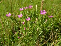 Image of Centaury