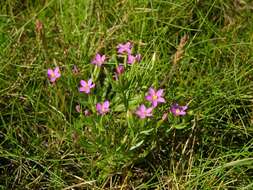 Image of Centaury