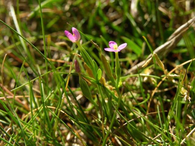 Image of Centaury