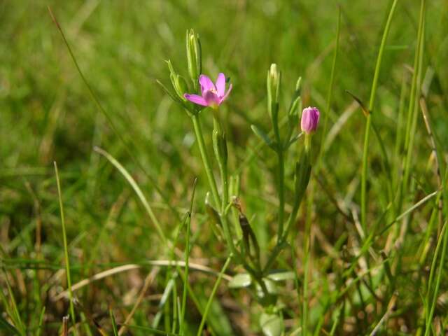 Image of Centaury