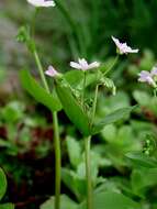 Plancia ëd Claytonia